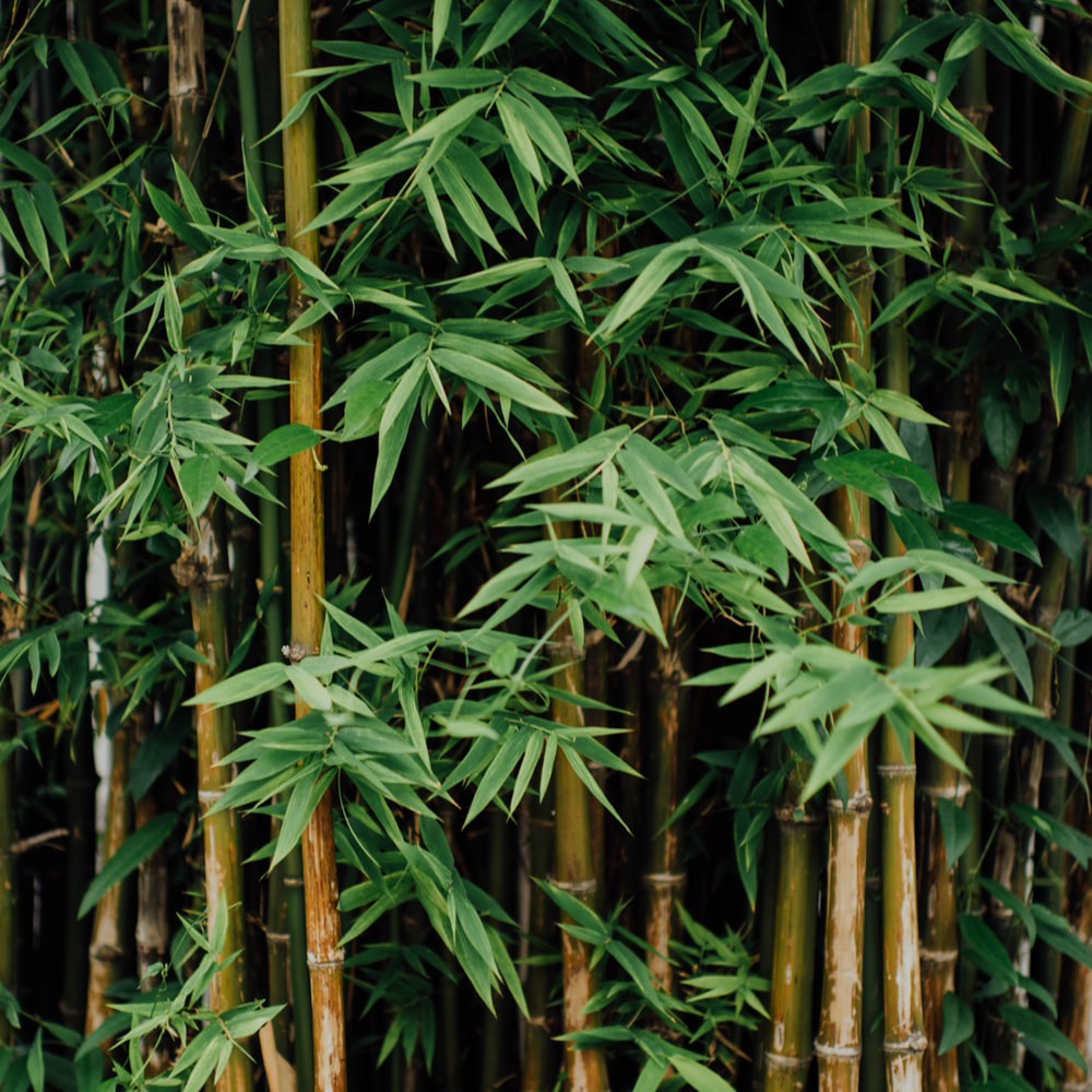 Image of Bamboo (Bambusoideae) shrub