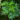 Fern_Tree_(Filicium_decipiens)