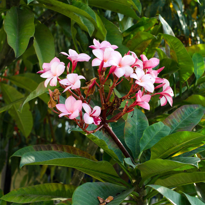 Frangipani Pink (Plumeria rubra) | Tooth Mountain Nursery