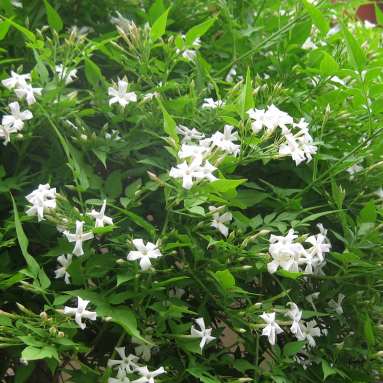 Mogra (Jasminum sambac ) Tooth Mountain Nursery