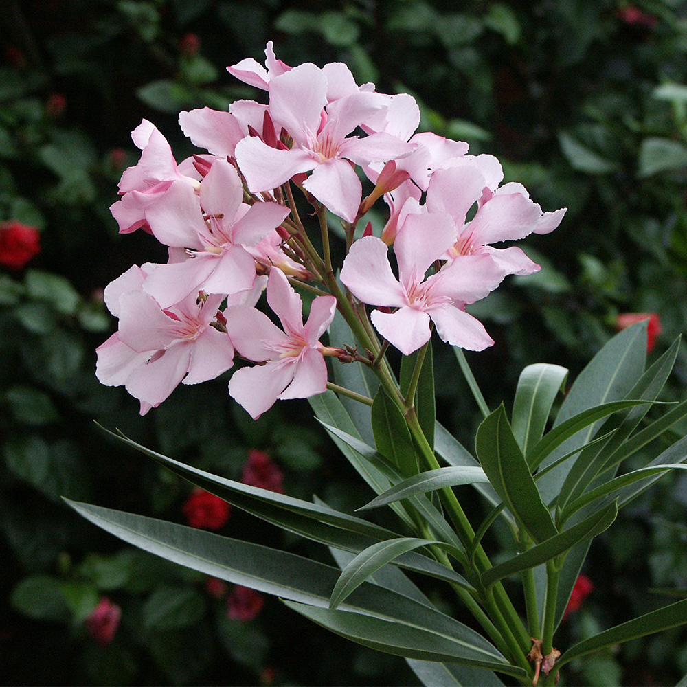 research article on nerium oleander