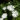 Thunbergia-fragrans