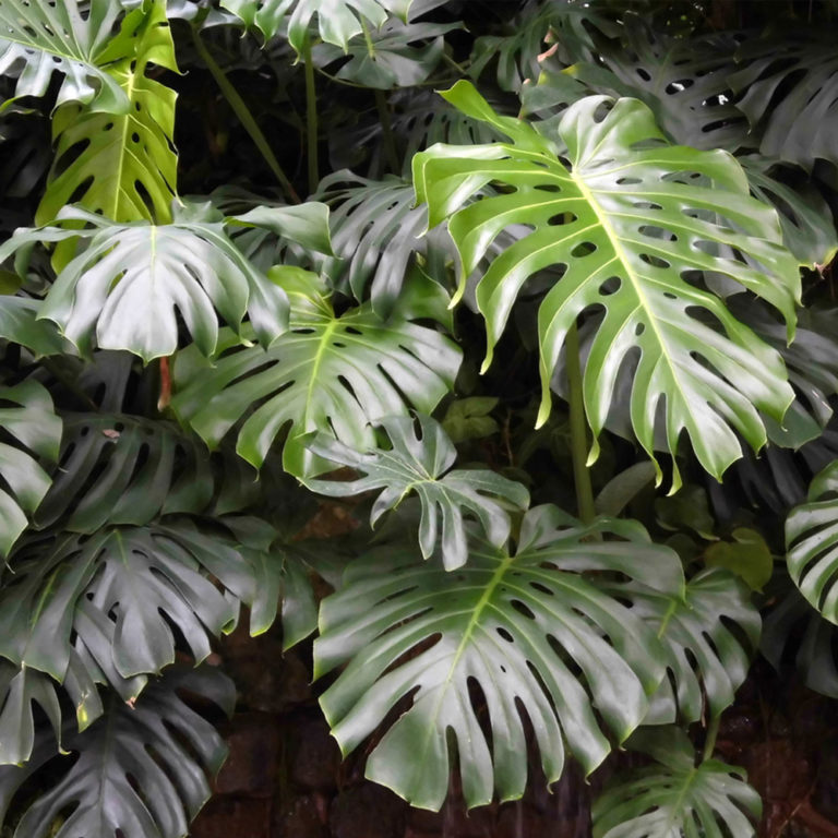 Swiss cheese plant (monstera deliciosa) Tooth Mountain Nursery