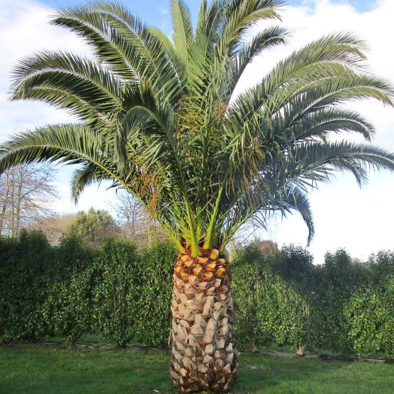 Phoenix Palm (phoenix canariensis) Tooth Mountain Nursery