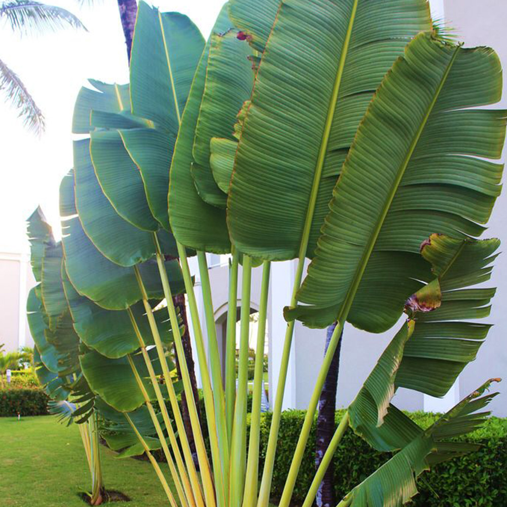 travellers palm pictures