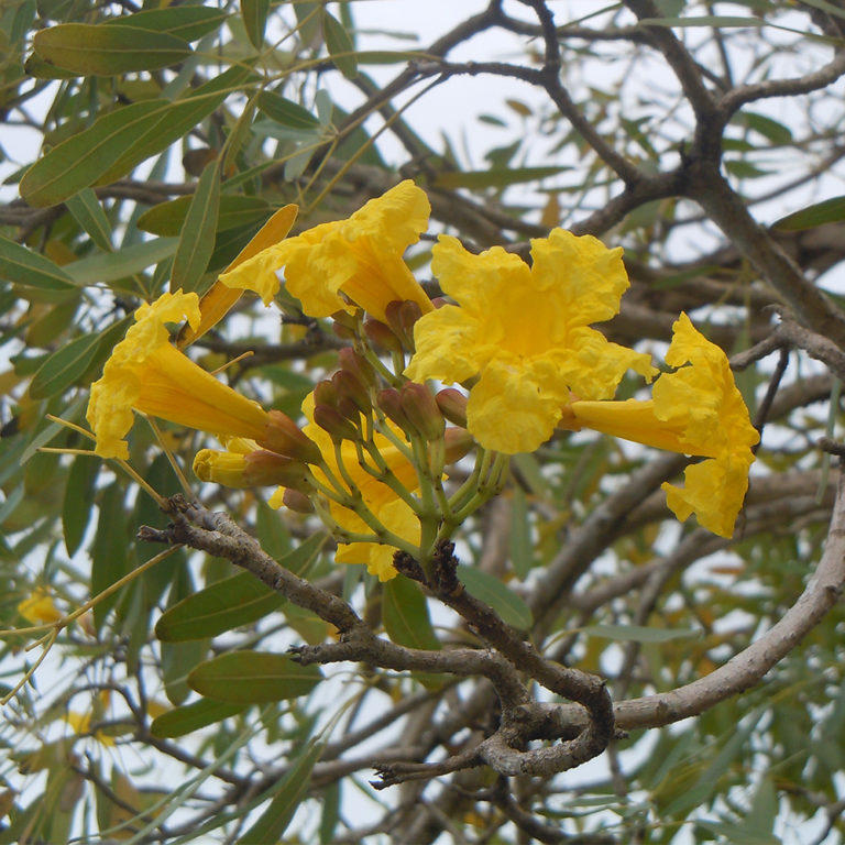Trumpet Tree (Tabebuia aurea) Tooth Mountain Nursery