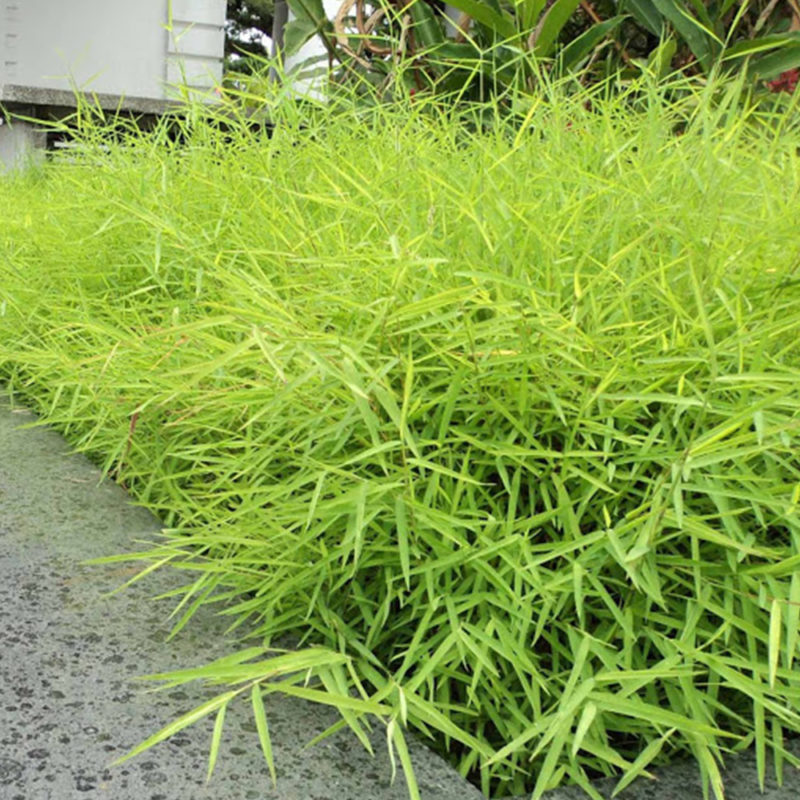 Tanaman Rumput Bambu
