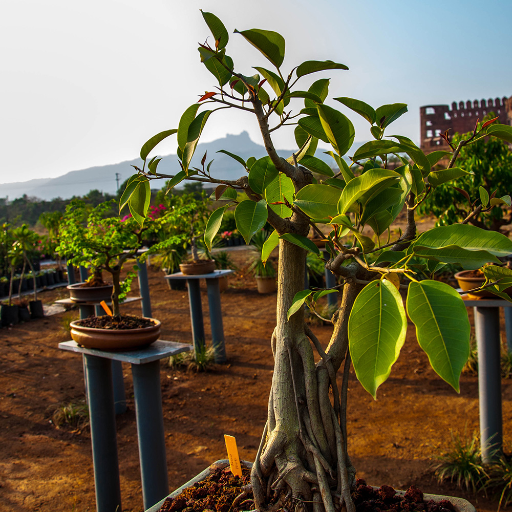 Banyan Tree (Ficus benghalensis) | Tooth Mountain Nursery