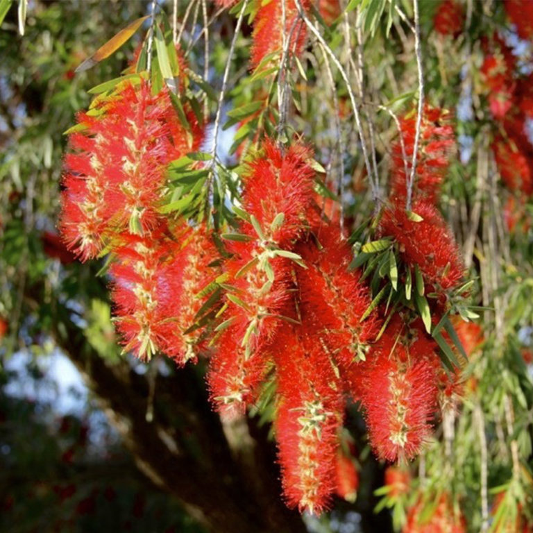 Bottle Brush (Callistemon viminalis) Tooth Mountain Nursery