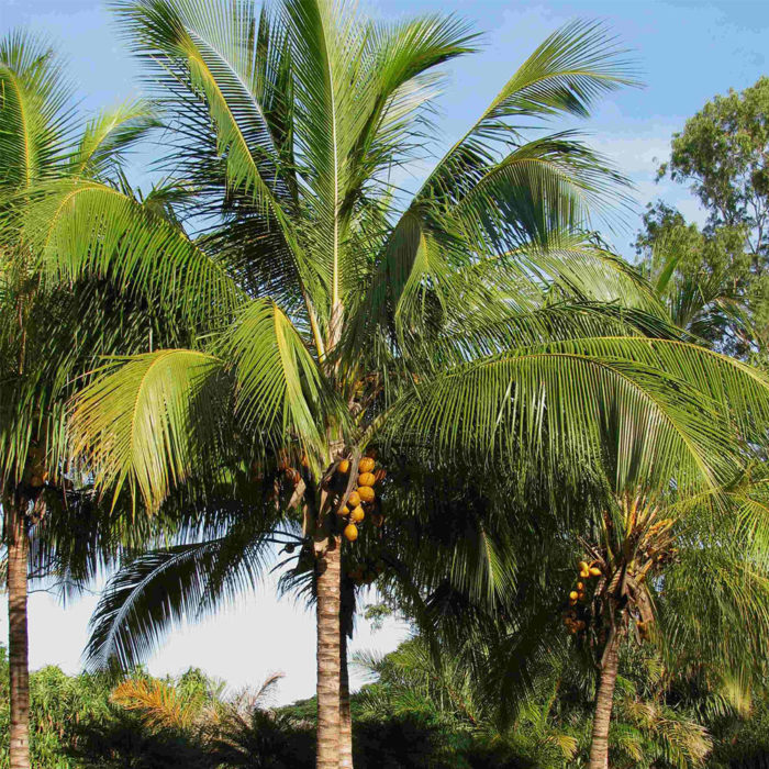 Coconut Palm (Cocos Nucifera) | Tooth Mountain Nursery