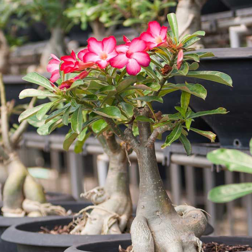 Adenium Obesum Hybrids <br/>(Baobab Desert Rose) — The Living Art Nursery