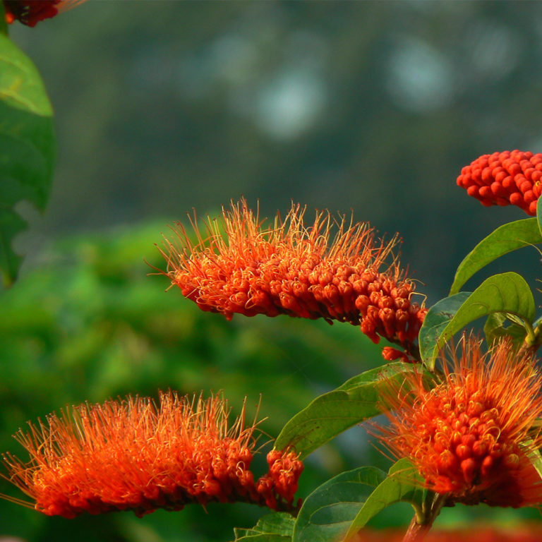 Monkey Brush Vine rotundifolium) Tooth Mountain Nursery