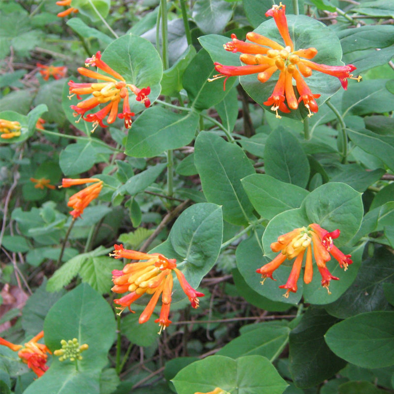 Orange Honeysuckle (Lonicera ciliosa) Tooth Mountain Nursery