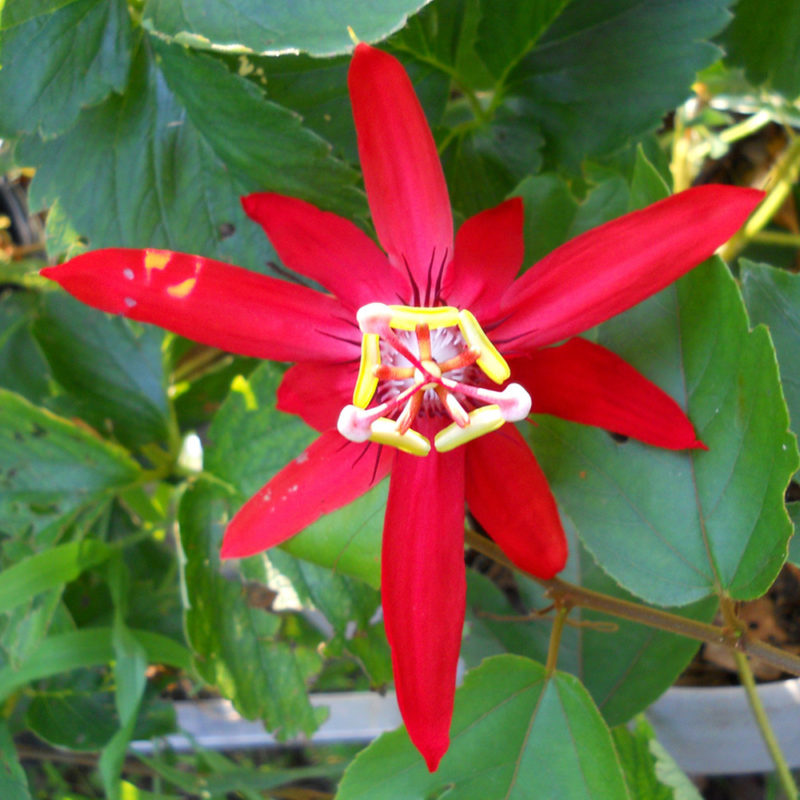 Red Passion Flower (Passiflora coccinea) Tooth Mountain Nursery