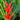 Red water heliconia