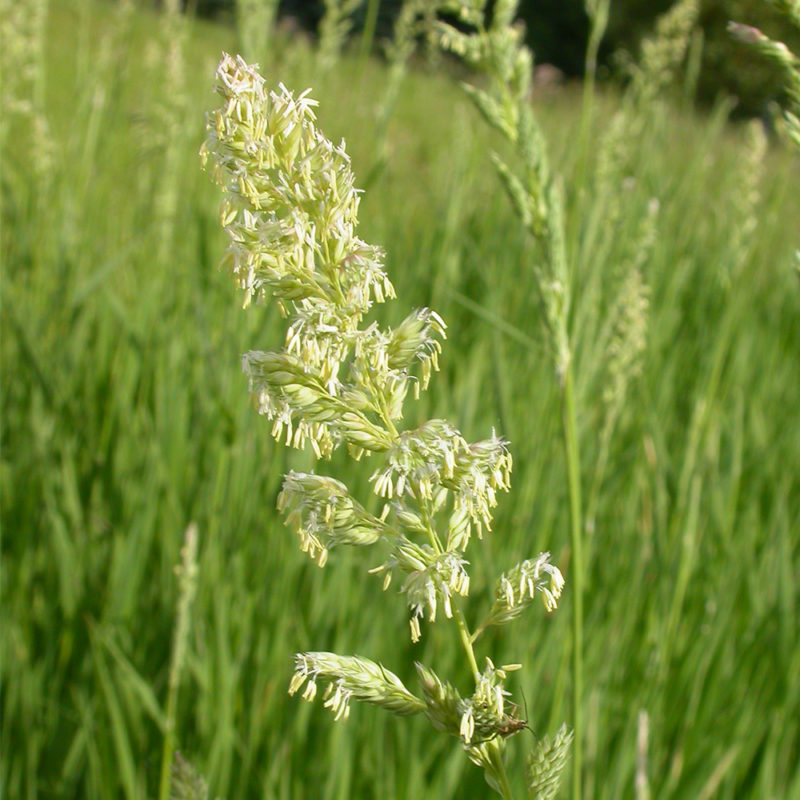 Reed canary grass (Phalaris Arundinacea) Tooth Mountain Nursery