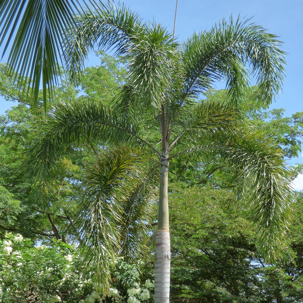 Royal Palm (Roystonea regia)