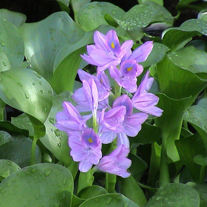 literature review on water hyacinth