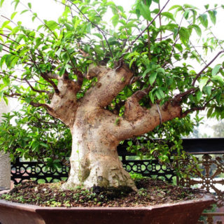 Adenium Obesum Hybrids <br/>(Baobab Desert Rose) — The Living Art Nursery